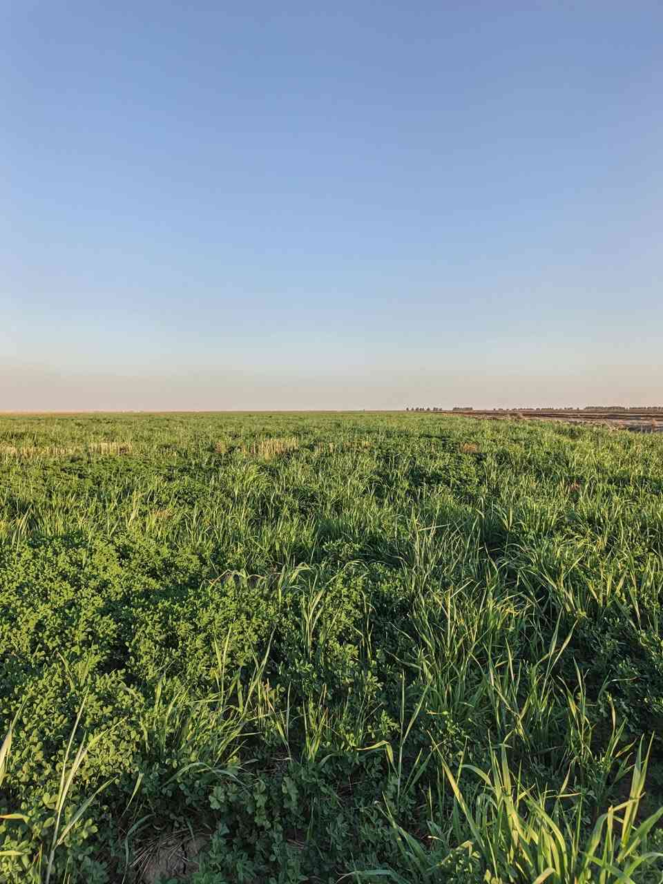 السلام عليكم جاير للبيع 30دونم المكان بابل الغزالي علمالح‏‪***********‬‏
