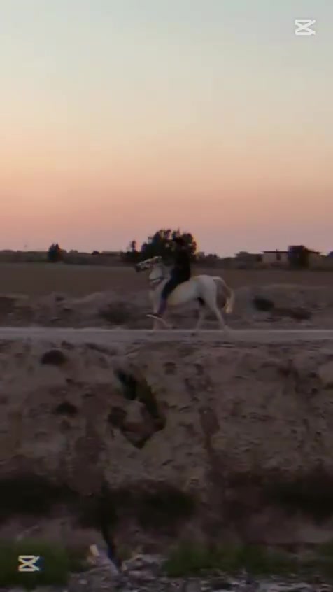 يالله الهم صلي على محمد وآل محمد مهره للبيع عشار8اشهر مكاني بابل شوملي استفسار /***********
