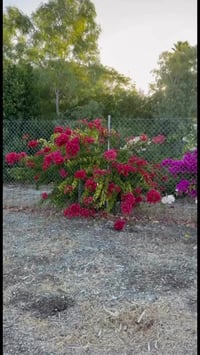 ديكور • حديقة • مهجور