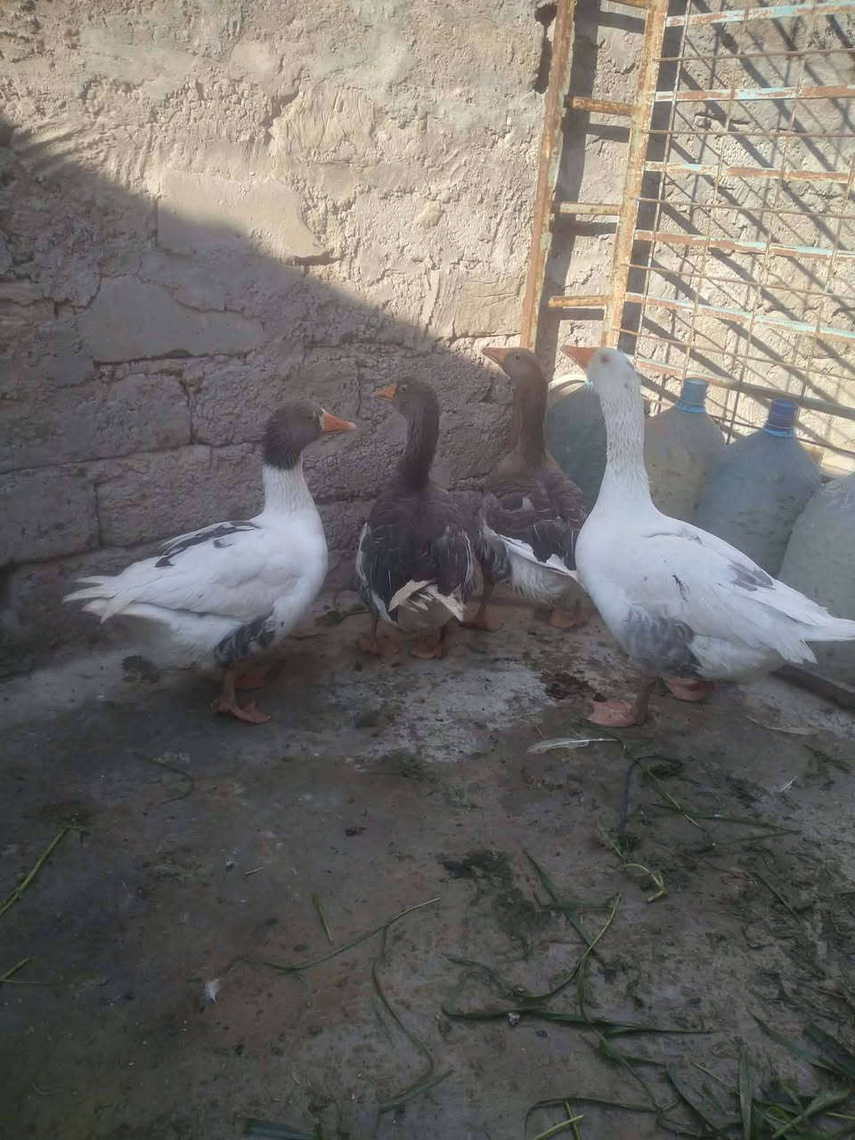 متاح للبيع زوجين قاز ثلاثه انثيه واحد فحل سعر 120 الف بيها مجال استفسار هذا رقمي ***********
