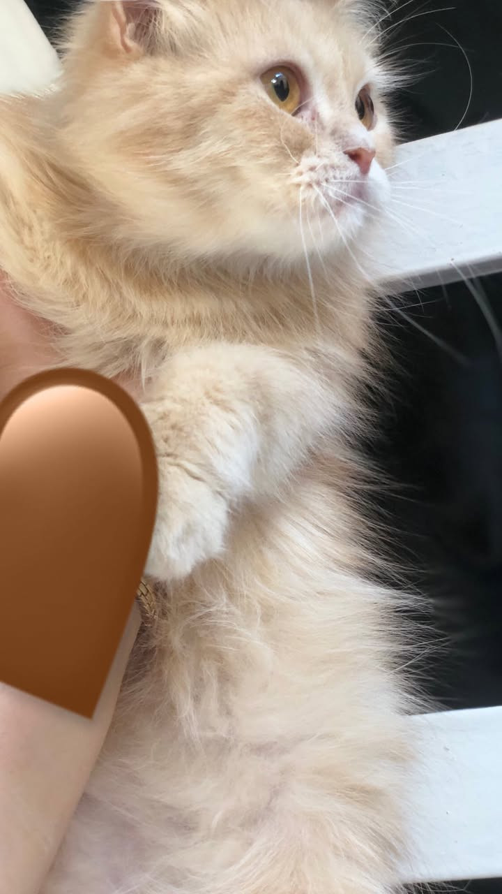 قطه انثى عمرها سنه طالبه تزاوج للبيع 30 الف عنوان بغداد


**إذا كنت صاحب هذا الإعلان وتريد حذفه لأي سبب، رجاءا أرسل رسالة إلى الدعم الفني**