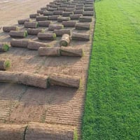 ديالى • ثيل طبيعي • هندي درجة أولى