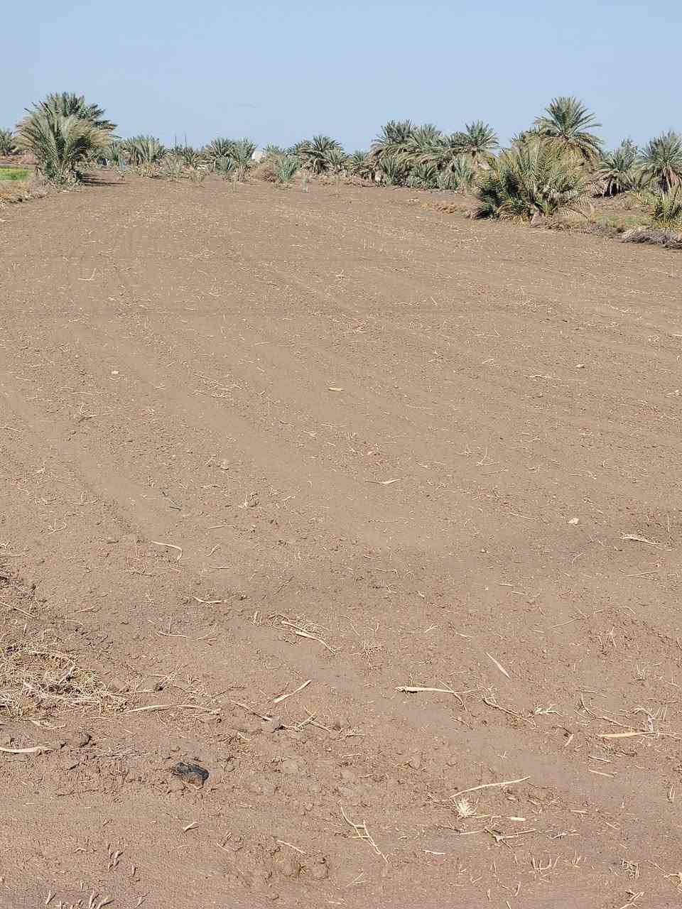 السلام عليكم
قطعة ارض مساتها ٢ ونص  دونم.  طابو زراعي  سند ٢٥ مغروسة نخيل  اكثر من ٣٠ نخله. صالحه للزراعه والسكن. متوفر بالقرب  منها ماء اسالة وماء للسقي   للاستفسار. الاتصال على الرقم. ***********
