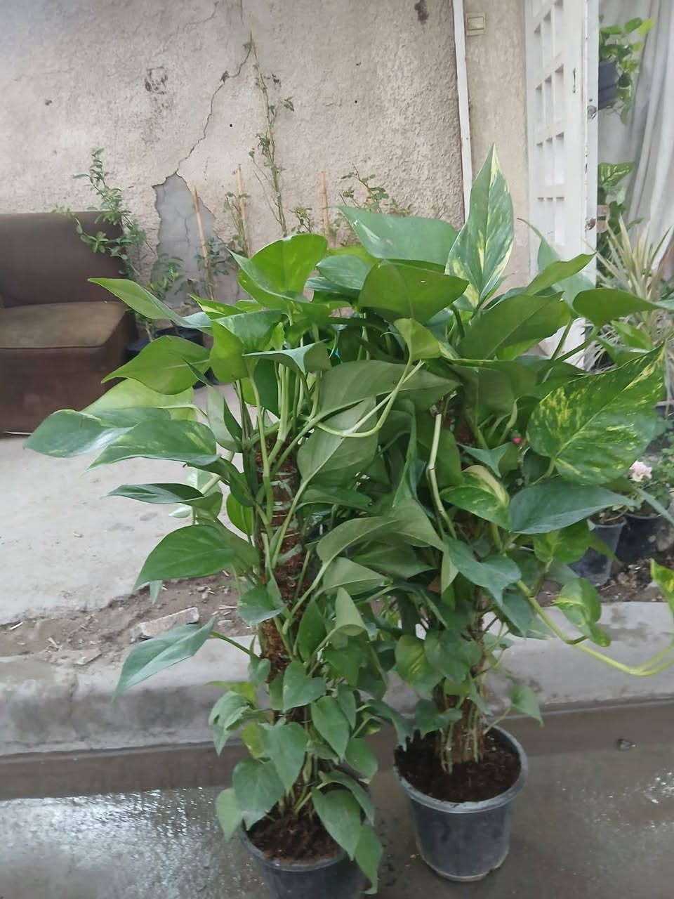 مساء الخير حبايب اليوم وصلنه زرع جديد اواكو ظلي أيضا أو اسعار مناسبه العنوان حي العامل محله ٨٠٧ بقرب من متوسطه التماظر بقرب من أسواق ابو الهيل كل الهلا فيكم


**إذا كنت صاحب هذا الإعلان وتريد حذفه لأي سبب، رجاءا أرسل رسالة إلى الدعم الفني**