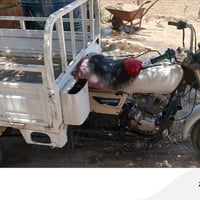 ستوته • موديل ١٤ • رقم اسود