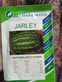 كركوك • بذور رگي • أرباح بالنص