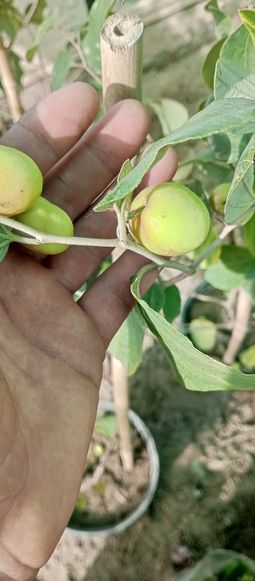 ❤﷽ ❤
#مشتل_طيبه_القائم_قرب_عيادة_الدكتوره_لمعان_... يرحب بزبائنه الكرام
تم بحمد الله...وصول وجبه جديده من الورود والاشجار ...
.........🪴💐
»💞مشتل طيبه مجاور عيادة الدكتوره لمعان💞
🍁🍂🌹━_✘✘_━🌹🍂🍁
✧════•❁❀❁•════✧
للحجز والاستفسار واتساب 
***********
✧════•❁❀❁•════✧
