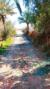 كوت • ١١٧ دونم • للبيع