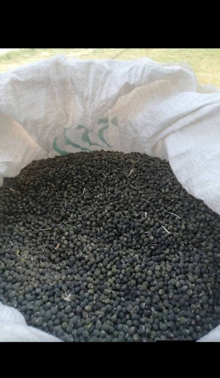 يوجد بذور بانيه بانيه متعهد بها كافه الشروط ***********
