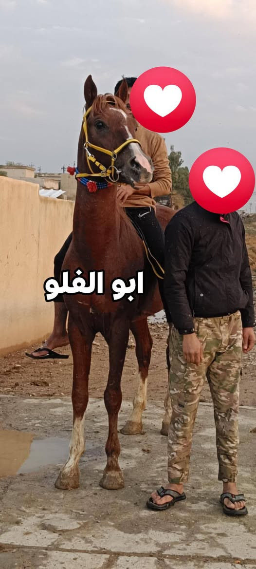 السلام عليكم فلو اصيل العمر ثلاث اشهر السعر مناسب 400الف الصور لوه اول يوم نولد المقطع جديد امه شكره ***********
