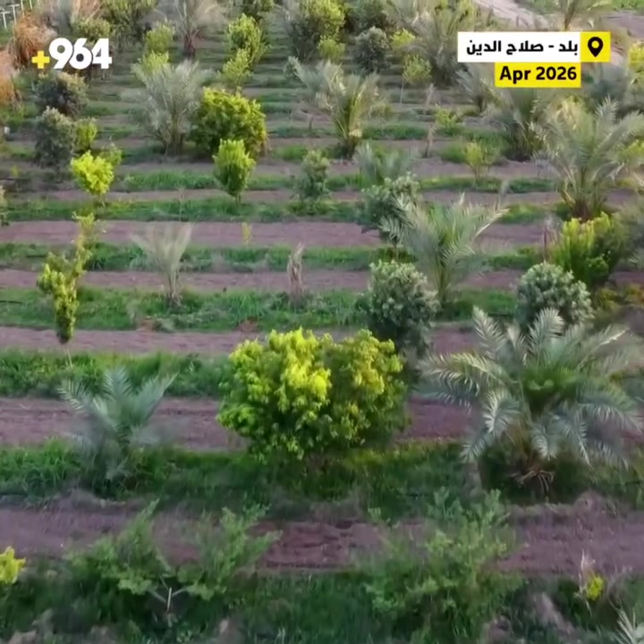 تُوفر لكم مزرعة أبو عبدالله فسائل نخيل نسيجي عالية الجودة بصنفي:

✨ البرحي✨ المجهول

📌 من أجود المختبرات الفرنسية📌 ضمان الصنف والجودة📌 متابعة وخدمات ما بعد البيع📌 إرشاد ودعم مستمر للمزارعين

استثمر اليوم بزراعة ناجحة وإنتاج وفير بإذن الله 🌴

📞 للاستفسار :***********

#زراعة #نخيل #تمور  #العراق #viral
