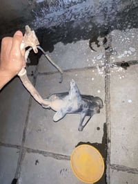 عندي صالنصه مال جبلي كامله هيه وحساس مكفوله من لحيم العنوان العبيدي شا...