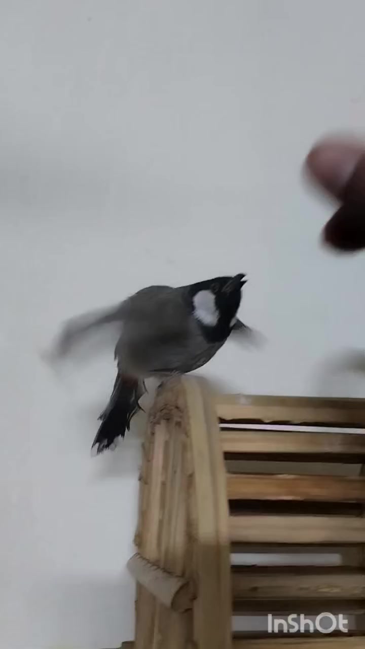 السلام عليكم من رخصه مدير الكروب متاح نثيه اليفه سابقأ بيضت عندي نثيه دائما تبيض عندي السعر ب٧٠ قفل المكان بغداد مدينه الصدر ***********
