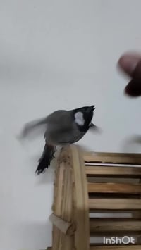 من رخصه مدير الكروب متاح نثيه اليفه سابقأ بيضت عندي نثيه دائما تبيض عن...