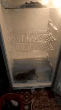 سلام عليكم الثلاجه للبيع واذا اكو مراوس هم اراوس بوحده اكبر من عدها ونضيفه كلشش استعمال قليل مكان نجف للاستفسار الاتصال   ***********
