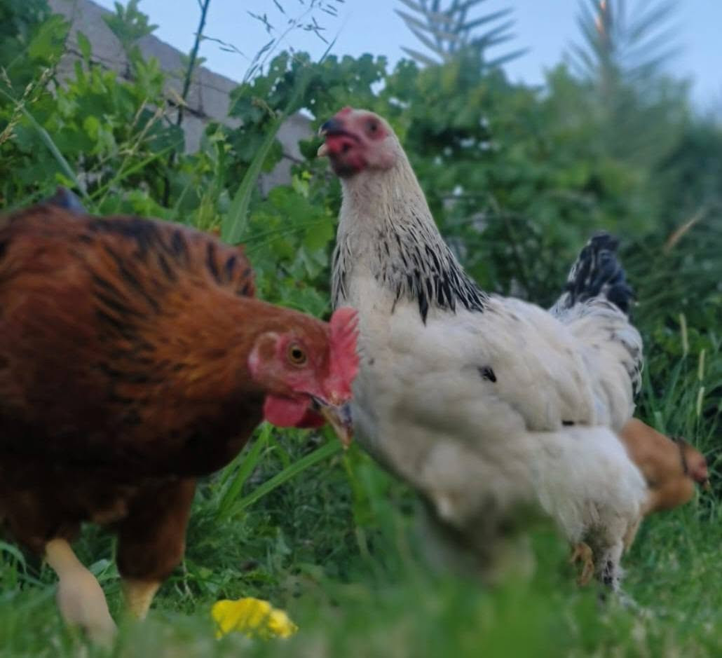 🐔 متاح دجاج سيت برهما خط 2   
📌 العدد: 3
📌 ع وجه مبياض 
💰  سعرهم 80 وبيهم مجال   
💪 صحة ونشاط خير من الله 

📩 للاستفسار اتصل *********** وبيك خير ودلل
