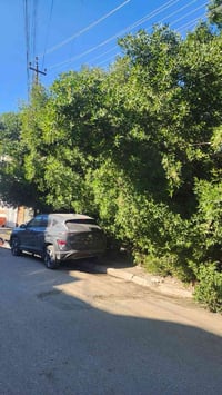 بغداد • قطع شجر • صراف مجاني