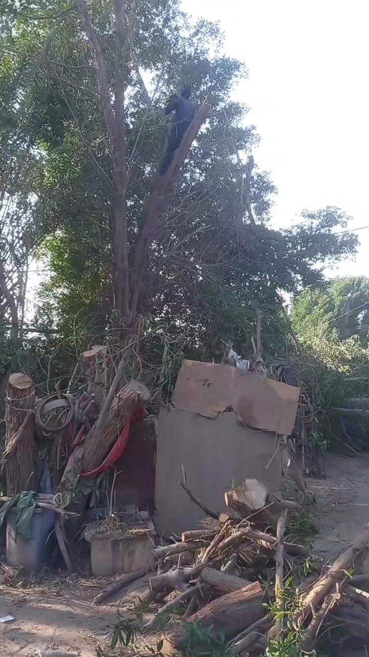 سلام وعليكم. اشتري جميع الشجار  شعدك من شجر اشتري مكصوص.    ما مكصوص  نبك  كاربس اثل كالبتوز غرب.   بس رمشلي وخابرك 

***********
