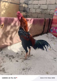 ديك هراتي • ١٠ أشهر • الفهود