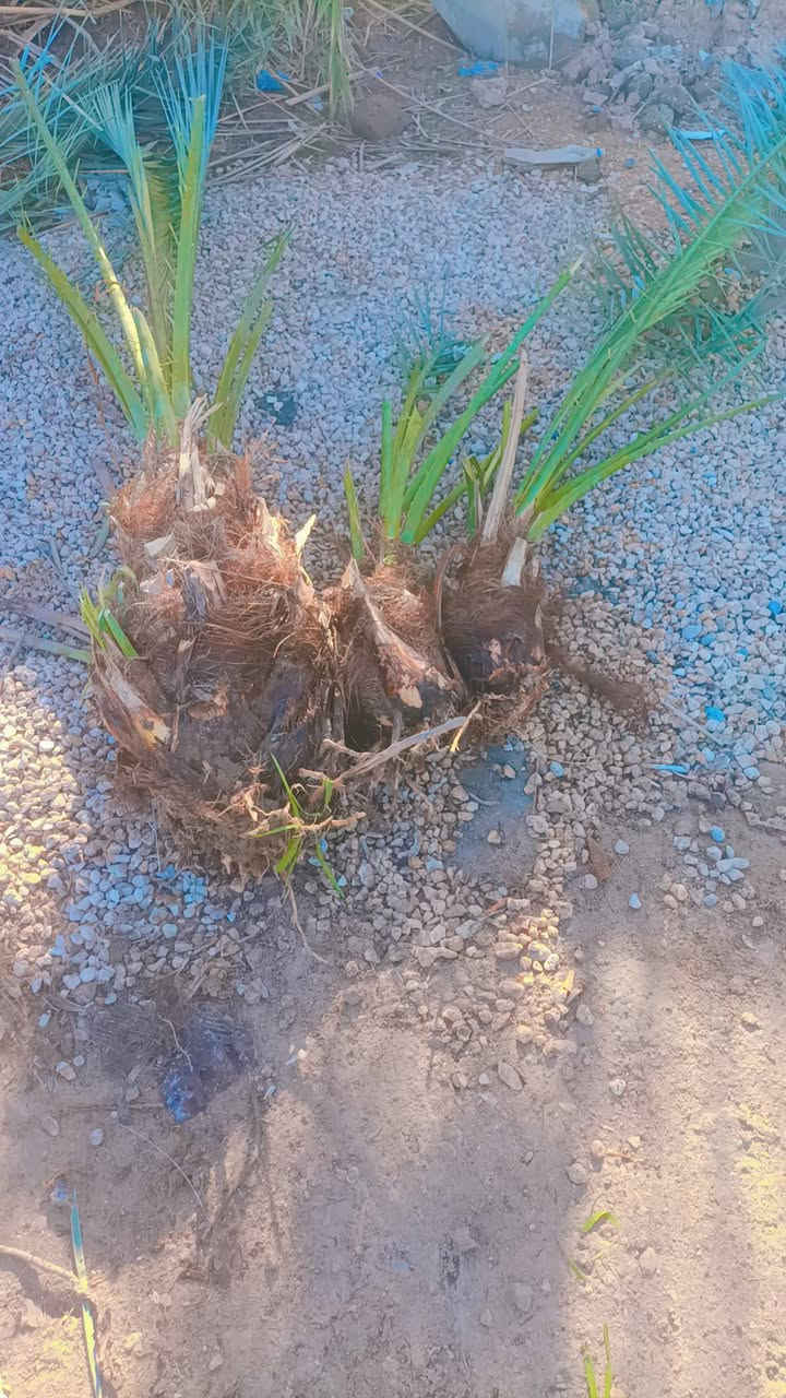 نخل برحي عدد 3 مجهول عدد 3 جبجاب عدد 1 سعر برحيه الصغيرة 75 الكبيره 125 مجهول سعر الوحده 125 جبجاب سعر الوحده 200قفل قفل مكاني كربلاء ***********
