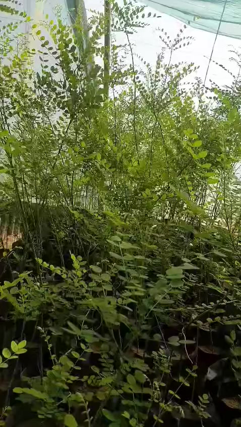 🌿🌳 إعلان مميز من مشتل الشاهين 🌳🌿

✨ متوفر الآن: شتلات شجرة صفيراء اليابان (السيفورا) ✨
شجرة الظل القوية والأنيقة التي تجمع بين الجمال والتحمل 🌞💚

🔹 تُعتبر شجرة **** من أفضل أشجار الزينة المستخدمة في تشجير الشوارع والحدائق، لما تمتاز به من قدرة عالية على التأقلم مع أجواء العراق والحرارة المرتفعة 🌡️🌿

━━━━━━━━━━━━━━━━━━━
🌟 مميزات الشجرة:
━━━━━━━━━━━━━━━━━━━
🌳 نمو متوسط إلى سريع وتكوين تاج واسع وكثيف
🌳 أوراق خضراء زاهية تعطي منظر جمالي طوال الموسم
🌳 ظل كثيف ومريح مثالي للأماكن المكشوفة
🌳 تتحمل الحرارة العالية والجفاف بشكل ممتاز
🌳 تتحمل التربة الفقيرة ونسبة من الملوحة
🌳 شجرة معمّرة تعيش لسنوات طويلة
🌳 مقاومة جيدة للأمراض والآفات

━━━━━━━━━━━━━━━━━━━
🌼 الإزهار والجمال:
━━━━━━━━━━━━━━━━━━━
✨ تزهر في فصل الصيف بأزهار بيضاء مائلة للصفرة
✨ أزهار عطرية تجذب النحل والحشرات النافعة 🐝
✨ تضيف لمسة جمالية راقية للحدائق والشوارع

━━━━━━━━━━━━━━━━━━━
🌿 الفوائد والاستخدامات:
━━━━━━━━━━━━━━━━━━━
🌱 مثالية لتشجير الشوارع والساحات العامة
🌱 تستخدم في الحدائق المنزلية والمنتزهات
🌱 تعمل كمصدات رياح وتقليل الغبار
🌱 تساهم في تلطيف الجو وخفض درجات الحرارة
🌱 من الأشجار المهمة لمربي النحل (مصدر رحيق جيد)
🌱 تدخل في بعض الاستخدامات الطبية التقليدية

━━━━━━━━━━━━━━━━━━━
📌 لماذا ننصح بزراعتها في بغداد؟
━━━━━━━━━━━━━━━━━━━
✔️ تتحمل الظروف القاسية والحر الشديد
✔️ لا تحتاج عناية كبيرة بعد التأسيس
✔️ تعطي ظل قوي خلال فترة قصيرة نسبيًا
✔️ مناسبة للمشاريع الزراعية والتشجير الواسع

━━━━━━━━━━━━━━━━━━━
💰 العرض:
━━━━━━━━━━━━━━━━━━━
✔️ أسعار مناسبة جداً
✔️ خصومات خاصة للكميات وأصحاب المشاتل

━━━━━━━━━━━━━━━━━━━
📍 مواقعنا:
━━━━━━━━━━━━━━━━━━━
📌 الفرع الأول: بغداد – الدورة
(الشارع المقابل لعلوة الرشيد قرب شركة دجلة للمشروبات الغازية خلف منطقة أبو دشير)

📞 ***********

📌 الفرع الثاني: بغداد – أبو غريب
(خلف بانزين خانة جوهرة العدنان)

📞 ***********

━━━━━━━━━━━━━━━━━━━
🚚 ملاحظة:
متوفر تجهيز كميات للمشاريع والتشجير مع إمكانية التنسيق المسبق 🌳

🔥 الكمية محدودة والطلب عالي… سارع بالحجز الآن!
اجعل حديقتك أكثر جمالاً وبرودة مع واحدة من أفضل أشجار الظل 🌿✨
