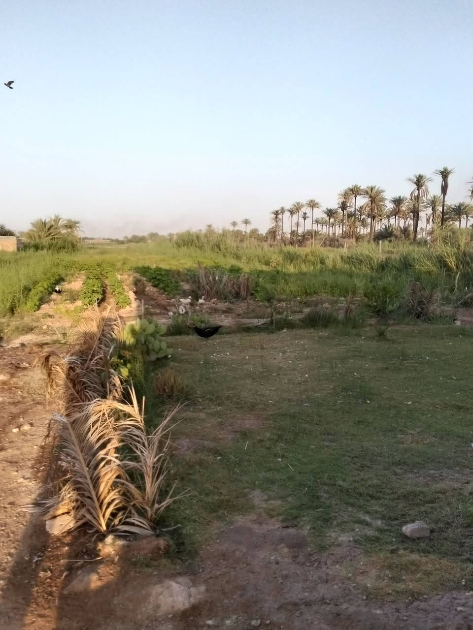 دونم ونص مع دار للبيع العنوان القطنيه قرب بستان البحث العلمي رقم الهاتف ***********
