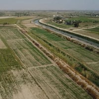 الفلوجه السجر الدوايه • ٢ دونم • طابو زراعي