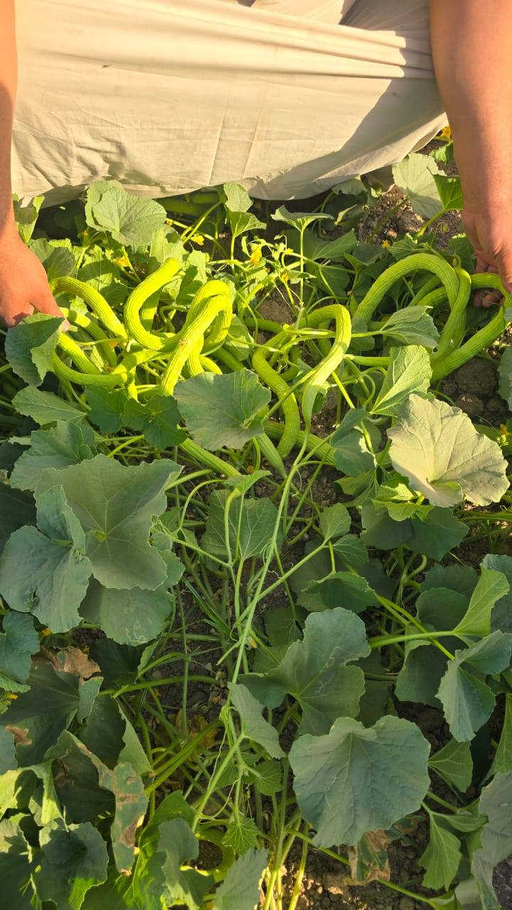 بذور خيار عطروزي درجة اولى متعهد للاستفسار الاتصال ***********
