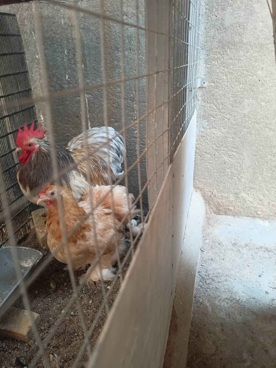 كوشن ديج ودجاجه بياضه 
كربلاء// حي الأطارات


**إذا كنت صاحب هذا الإعلان وتريد حذفه لأي سبب، رجاءا أرسل رسالة إلى الدعم الفني**