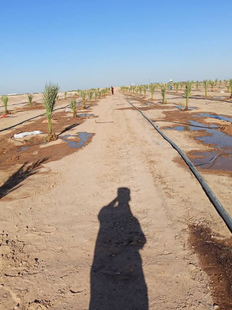 السلام عليكم عالم النخيل والحدائق
موجود فسيل برحي حر احجام ممتازه 
موجود مكتوم 
موجود بريم لعدد مفتوح أخواني موجود بطينتها اي فسيله وموجود قلع من الام أسعارنا جدا مناسبه وخاصتا اذا كانت كميه موجود تشجير كافة المزارع الحكومية والاهليه الراغبين يرجو مراسله خاص للاستفسار الرد يكون سريع أهلاً وسهلاً


**إذا كنت صاحب هذا الإعلان وتريد حذفه لأي سبب، رجاءا أرسل رسالة إلى الدعم الفني**