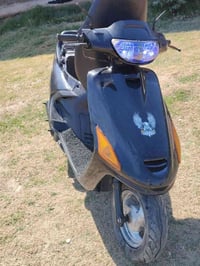 فراشة • فحل • نضيفة