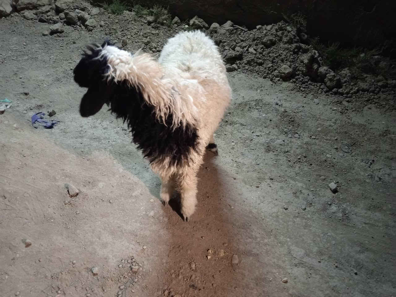 طليه نثيه سمينه وخشنه متروسه لحم شرط الصحاه ترهم 

جني وگصابه ونذر وهديه السعر ٢٧٠ وبيهه مجال بسيط 

مكاني قضاء الفهود والشراي يدلل ***********
