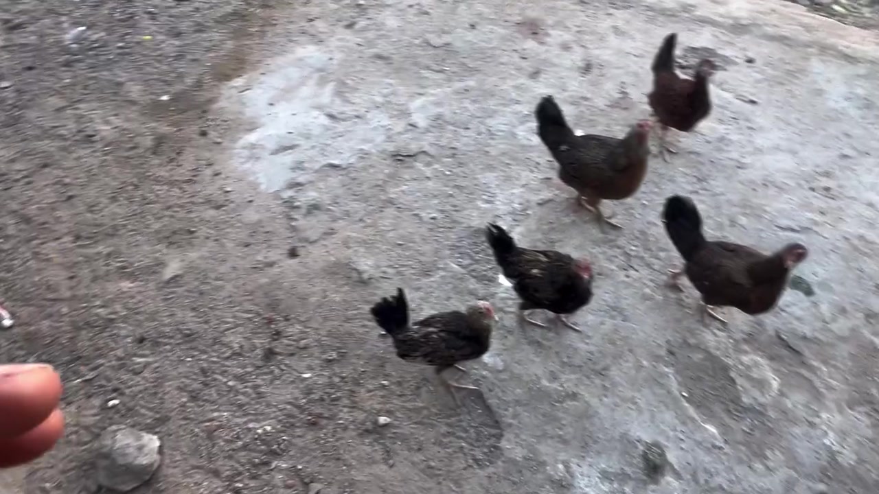 سلام وعليكم دجاج مرتب كله كامل لقاحات فروجات ودجاجت كبار عرب وموجود دندراوي عندي الشري يتواصل خاص ولا يتعبني فدوه رحتلكم ***********
