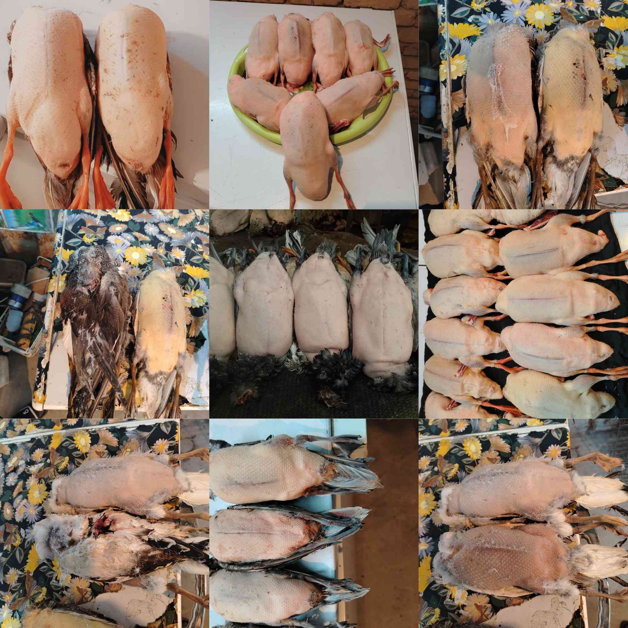 سلام عليكم ***********
رجعت البراري من جديد في سنه جديد مثل ما عودناكم نضافة مصداقيه نبيع طيور مال دوشه ذمتنه لارمي ولاسم لا قضايه غير شرعيه وصلت وجبه جديد طيور حره 

حذاف زوج ١٥

خضيري 

هربان 

بربش  

فقط الاسعار طيور مختلفه لو خاص لو اتصال *********** ليس لدينا فرع اخر ولا محل اخر فقط محلي داخل البيت 

العنوان ميسان العماره الماجديه قرب تمثال تسواهن توجد خدمه تواصيل @إشارة
