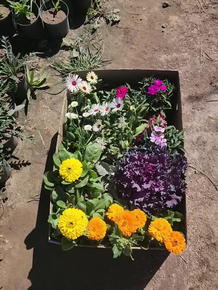 عرض بمناسبه شهر رمضان
البوكس يوصل الباب بيتك وين ما جنت داخل السنيه 
عدد :١٣ ورده 
بس ب ٥ الف
توصيله مجاني 

العنوان : الديوانيه -قضاء السنيه -قرب مركز الشرطه او مقابيل المخيم. الكشفي 🚩🚏

خدمه التوصيل موجوده داخل الديوانيه 🚚
للاتصال او الاستفسار او ع واتساب 🔍
ع ***********
