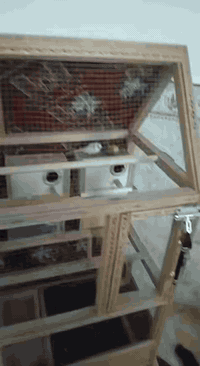 متاح قفص مال بلابل للبيع قفص شقله كله مرتب ونضيف سعره 50وبي مجال تصال ***********
