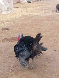 للبيع فسيفس حايلل ودجاجه تبيض 07834178487