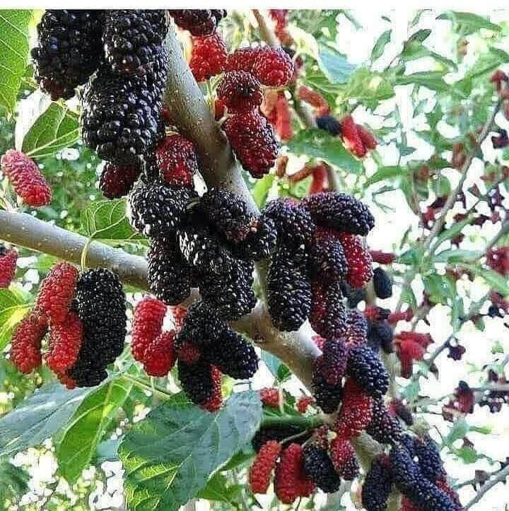 ‎🍀توی رەشی کەنەدی 🍀

‎نرخ ۲٥٠٠
‎یەک سال دوای ناشتنی بەردەگرییت 

‎بەریکی زۆر دەگریت 

‎تامیکی خۆشی هەیە

‎بەرزی نەمام مەتریک و نیوە 

‎گەیاندن هەیە بۆ هەمو کوردستان
‎بۆداواکردنی پەیوەندی بکەن 
***********
***********

‎ناونیشان 

 ‎رانیە گوندی کانیماران رانية, السليمانية
