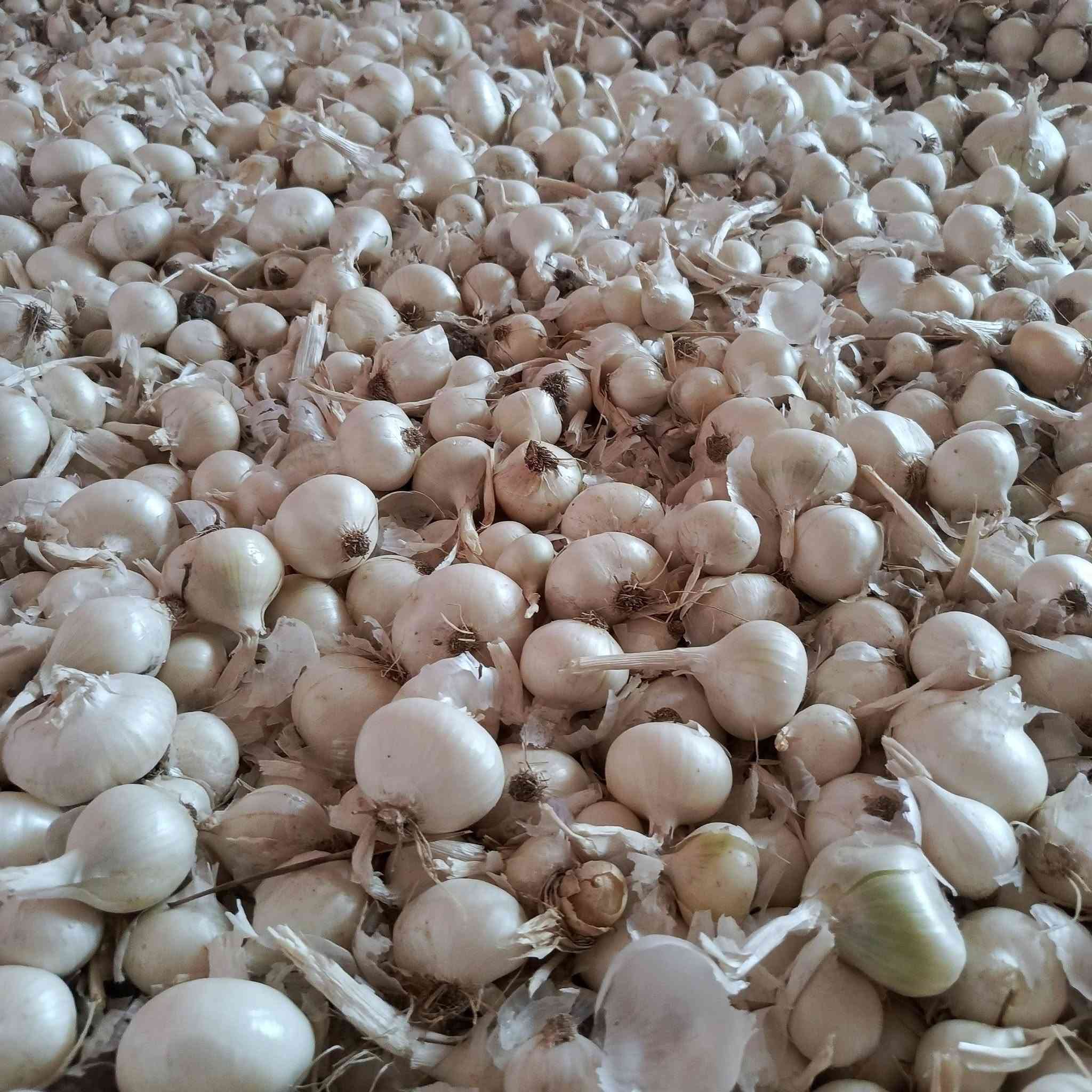 بصل للبيع عريب حار مكفول عام .. واسط 
***********
