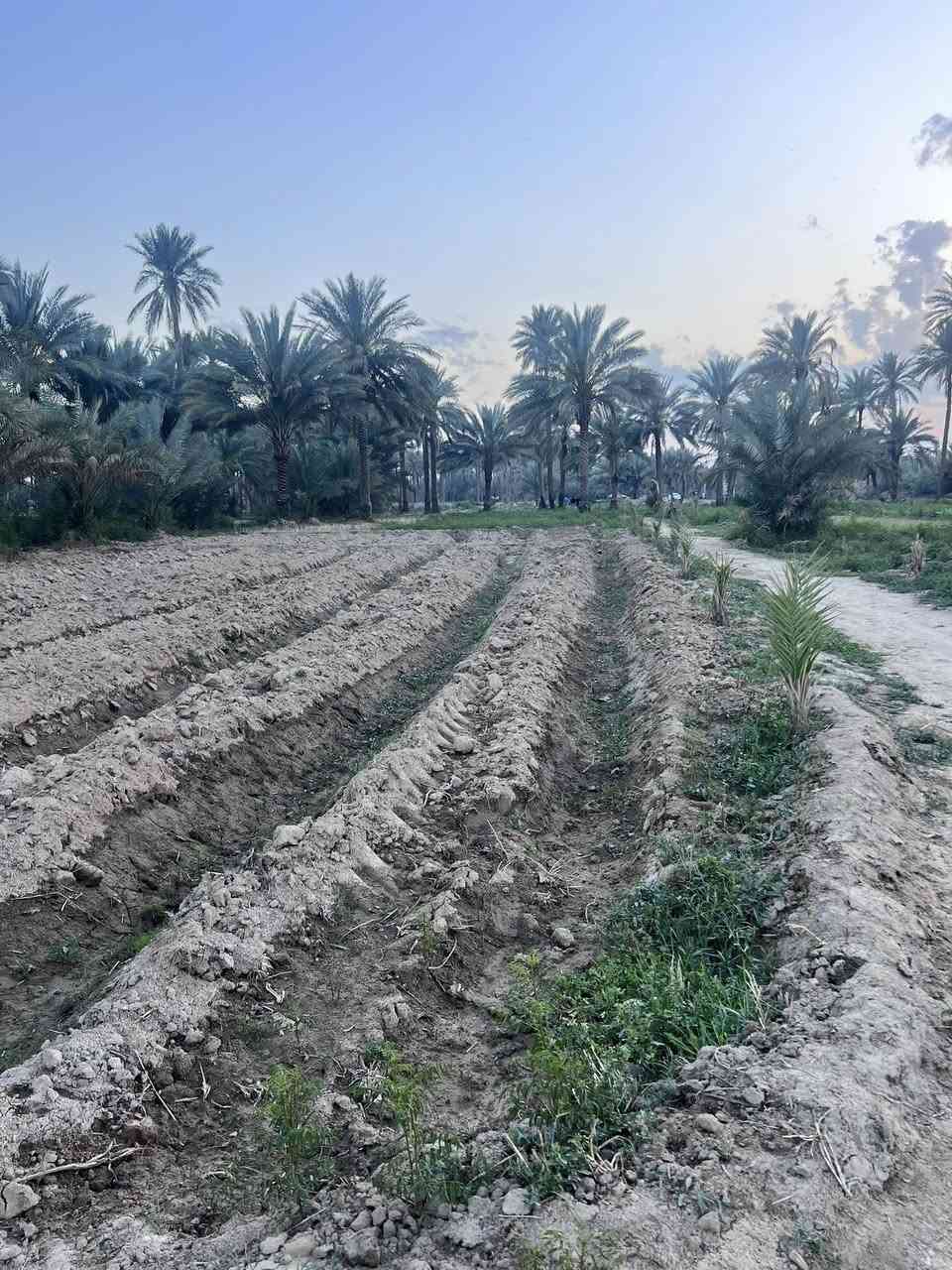 السلام عليكم
عقار  قطعة ارض   موقع مميز
ترهم مزرعه او مسكن. بيها بتلو مساحة البتلو280  وبيها نخل اكثر من52 نخلة  نوع النخل الوان متعدده  المساحة 2 دونم
واجهية  الارض25متر والنزال  209
تبعد عن الشارع العام 300متر 
موقع الارض: بابل النخيلة الغريبه 
قرب الامام الخضر. (ع)
الاستفسار اكثر. مراسلة الصفحة 
او الاتصال ع الرقم:***********
