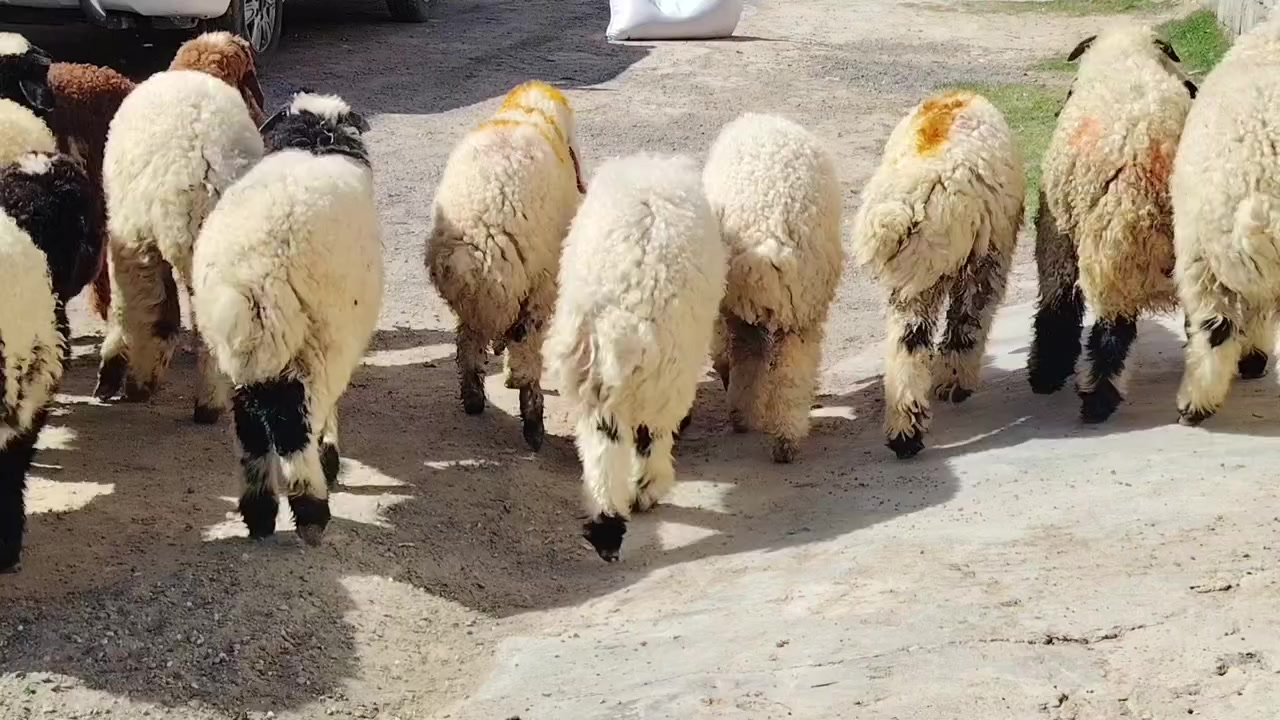 من رخصت الأدمن المحترم
اخوان للبيع طليان العدد 8 +فطايم العدد 9 طليان مال السنه ابيع شلع شرط النصاحه طليان سمان وخشانه فول مكاني صلاح الدين بيجي للاتصال *********** /***********
