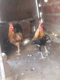ديوكة • ديوك • ديوكة عرب • ديوك عرب • ديك عربي • ديك شمسي • دواجن • حي...
