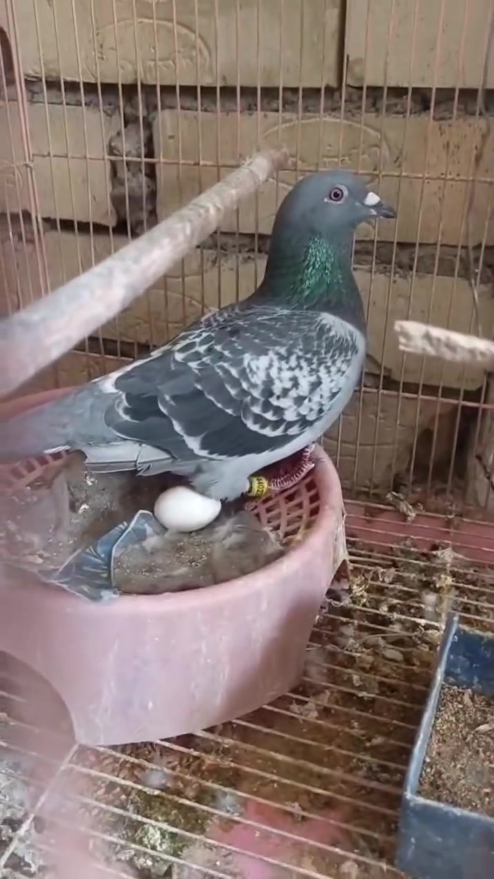 متاح زوج طيره وفحل مثل ما واضحات طيور مفكوكة وأصلية سعرهن مناسب 25 وبيهن مجال مكاني بغداد البلديات***********
