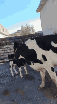 السلام عليكم
مكلف بنشر اتصل علا راعيه 
بجر هولشتاين الصلي رقم واحد 1⃣ مال بيت اهله جنايه وراها حوليه هولشتاين تلقيح جمه تحلب حليب خير من الله ودسه حيل السعر وباقي التفاصيل اتصل علا راعيه وتدلل المكان صلاح الدين قضاء الشرقاط قريت شكراً يوجد خدمت توصيل ***********‬‏
