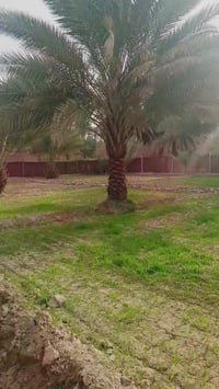 ١٢٥٠م • واجهه ٢٥م • سند ٢٥