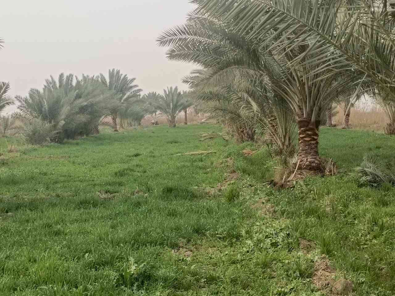 السلام عليكم
#اربعه دونم 
#طابو زراعي سند 25 تحويل مباشر 
#وجه الارض 40 متر 
#تبعد عن شارع العام طريق كربلاء نجف كلوين 
#تصلح الارض سكن او منتجع او زراعه الارض مخدومه
#موقع كربلاء منطقه الجذار 
***********
***********
