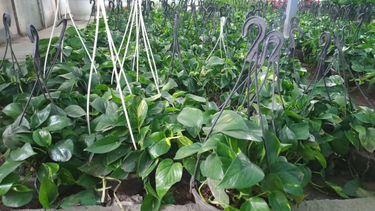 متوفر اللبلاب مائي 6000
اللبلاب عمودي 10
اللبلاب تعليك 6000
يتوفر توصيل 🛺🛺


**إذا كنت صاحب هذا الإعلان وتريد حذفه لأي سبب، رجاءا أرسل رسالة إلى الدعم الفني**