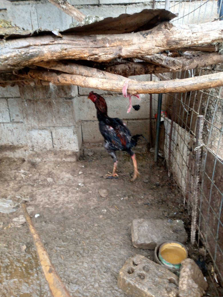 السلام عليكم للبيع ديك شيشي خشن السعر 85 ألف// ديك دجاج هراتي عمر سنة السعر 55 .. للتواصل ***********
