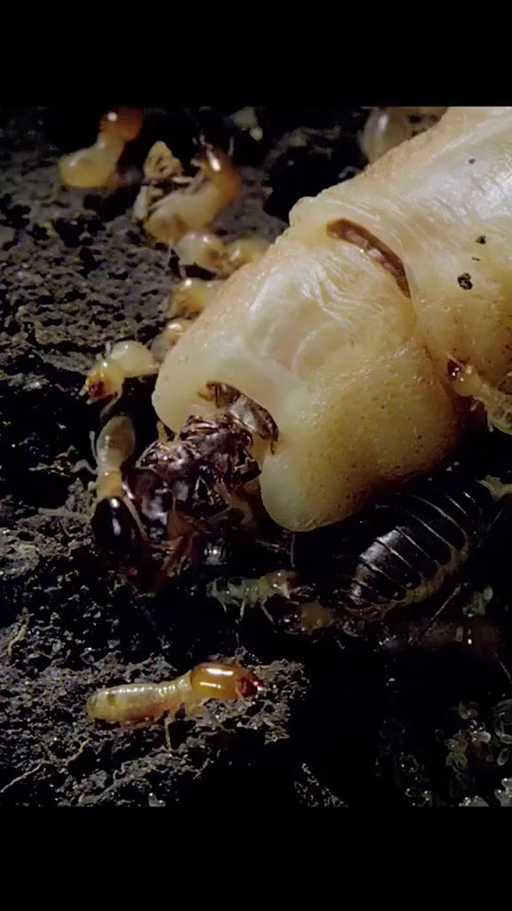 مكتب. الحياة الزراعي ⚜🥇
 #الأفضل في العراق في مجال مكافحة جميع #الحشرات_والقوارض بأستخدام أفضل المواد وبأنسب الأسعار ✅
💠 القضاء على الحشرات الزاحفة والطائرة والقوارض 🪰🪳🐁
💠 القضاء على حشرة النمل الابيض #الارضة بشكل نهائي وبضمان 5سنوات 

نمتلك أفضل الكوادر الفنية التي تقدم لكم أفضل الخدمات على مدار 24 ساعة ⏰
نستخدم أفضل المواد الفعالة في القضاءعلى#الآفات بأقصى سرعة وبشكل آمن وفعال حيث نستخدم مواد صديقة للبيئة وعديمة الرائحة فهي آمنة على صحة الانسان والمواد الغذائية وذلك لضمان سلامتكم 🍀
نقدم خدماتنا لكافة المؤسسات الحكومية وغيرالحكومية✅

خيارك الافضل_ مكتب الحياة   الزراعي ⚜
المصداقية والأتقان في العمل سر نجاحنا ✅***********
لطلب  ✅***********
