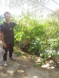 موجود كافت لخدمات من تنضيف حدايق وحش ورباث الحديقه وزراعه جميع الشجار ...